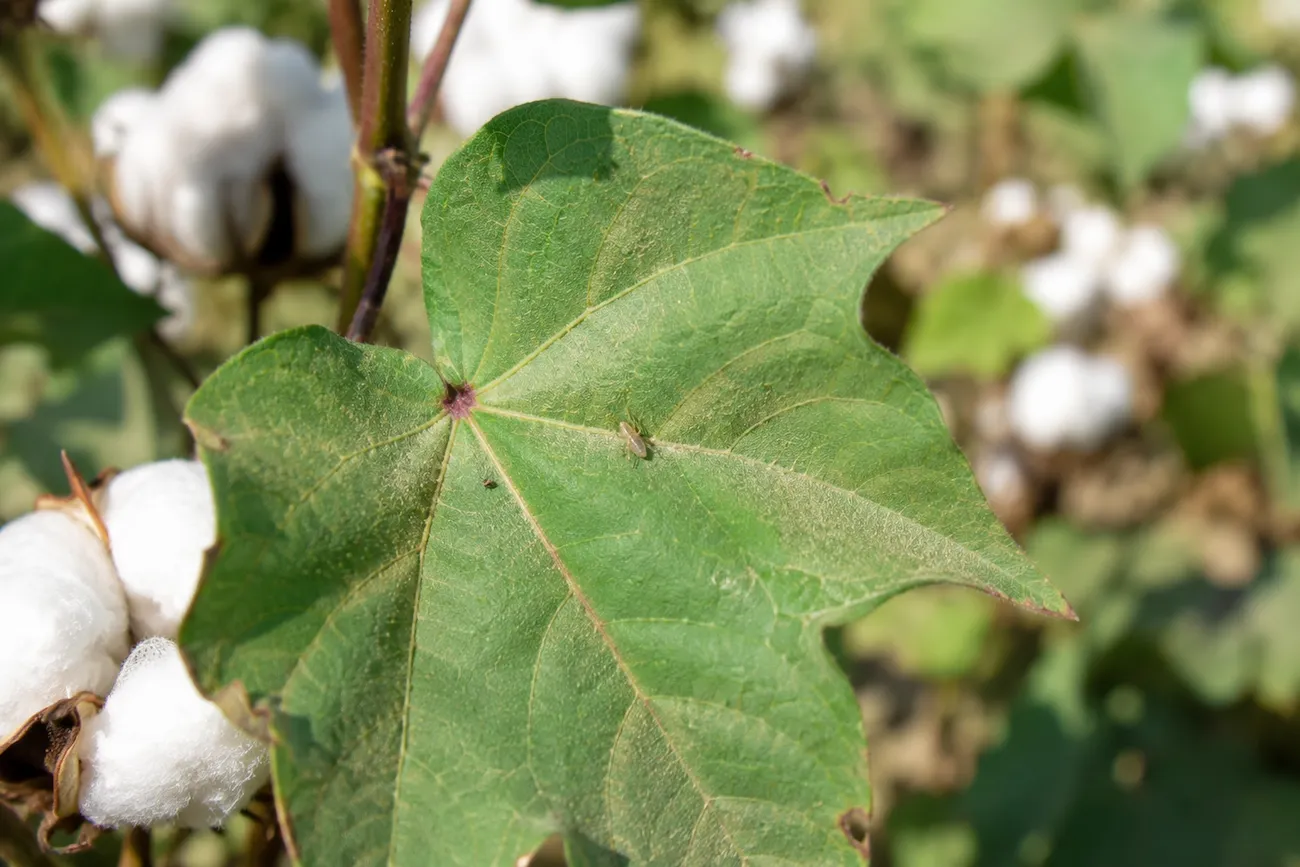 How to Identify and Control Common Cotton Pests