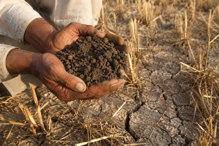 5 Signs Your Soil Needs Testing This Season