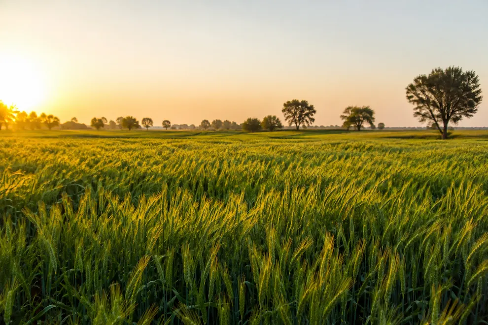 Complete Wheat Cultivation Guide for Punjab Farmers
